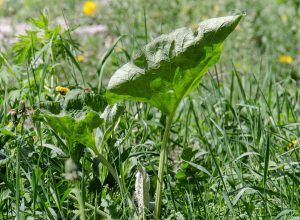 burdock-490503_1920