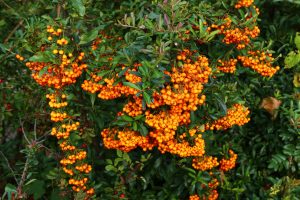 nature-4809167_1920