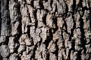 tree-bark-1523451130eXD